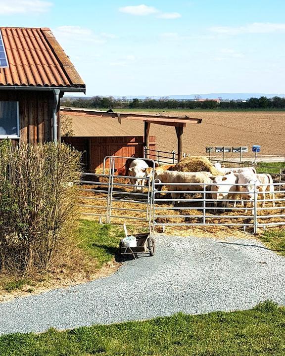 Landmetzgerei Hedderich - Metzgerei & Fleischerei